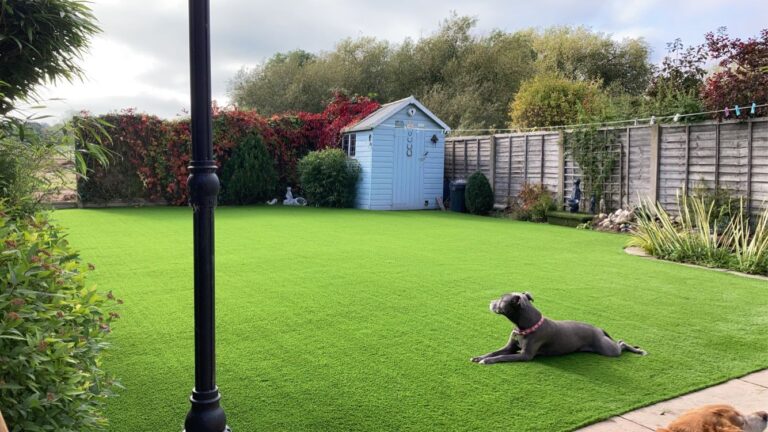 Here is a photo of a dog laying down on artificial grass in a garden in Leicester. Leicester artificial grass services installed this